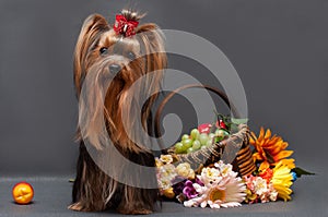 Yorkshire terrier and a basket of flowers