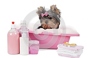 Yorkshire terrier bathing in a bubble bath