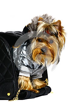 Yorkshire terrier in the big black bag.