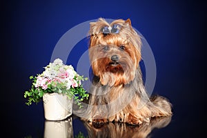 Yorkshire Terrier on a blue background