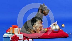 Yorkshire terrier on a blue gradient background. The pet sits and looks at the camera on a red pillow with scattered