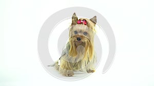 Yorkshire Terrier with a bow on his head looks attentively at his mistress