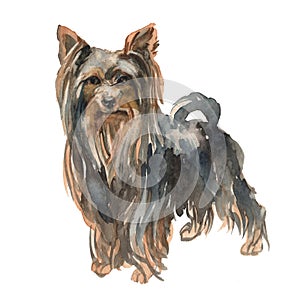The Yorkshire terrier boy