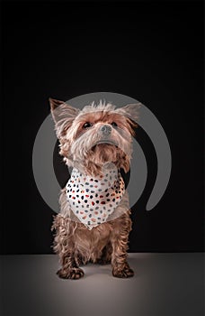 Yorkshire Terrier breed dog adorned with a neckerchief