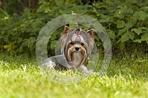 Yorkshire Terrier breed sits on the green grass
