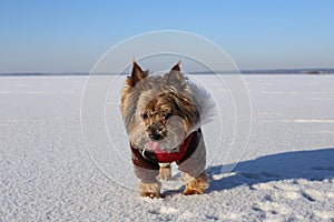 Yorkshire Terrier in bright winter clothes on ice on a sunny day