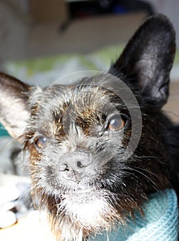 Yorkshire Terrier Bulldog Mix black with red color looking at the camera, close-up