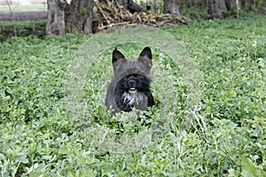 Yorkshire Terrier Bulldog Mix plays in high grass with clover photo