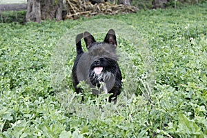 Yorkshire Terrier Bulldog Mix plays in high grass with clover