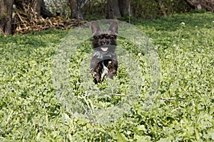 Yorkshire Terrier Bulldog Mix plays in high grass with clover photo