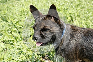 Yorkshire Terrier Bulldog Mix plays in high grass with clover