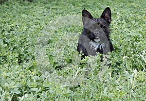 Yorkshire Terrier Bulldog Mix plays in high grass with clover photo