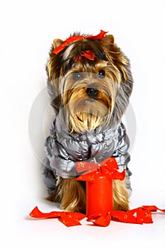 Yorkshire terrier with candle.