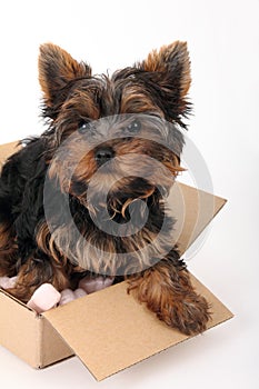 Yorkshire Terrier in cardboard box