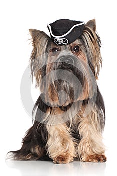 Yorkshire Terrier in carnival pirate hat