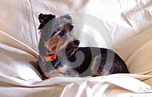 Yorkshire Terrier Casual Portrait in natural lighting