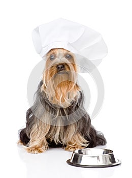 Yorkshire Terrier in chefs hat begging for food. l