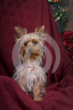 Yorkshire Terrier Christmas Portrait