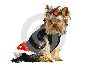 Yorkshire terrier in clothes.