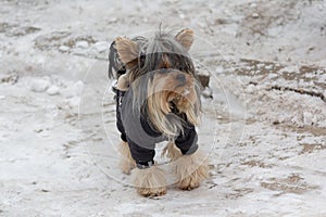 Yorkshire terrier in clothes on a walk in the winter park