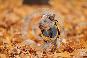 yorkshire terrier in autumn park