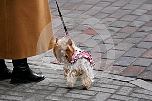 Yorkshire Terrier on a cobblestone