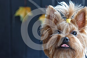 Yorkshire Terrier coquettishly showing tongue