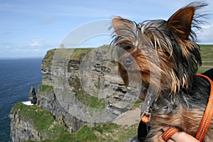 Yorkshire Terrier on a day out