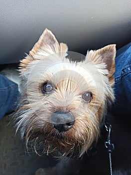 Yorkshire terrier with a devoted look at your feet