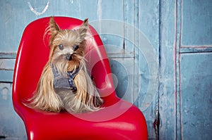 Yorkshire Terrier dog