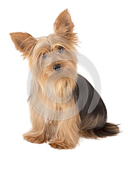 Yorkshire Terrier Dog