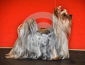 Yorkshire Terrier dog