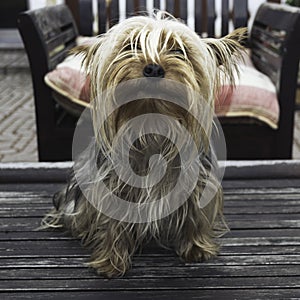 Yorkshire terrier dog