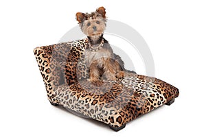 Yorkshire Terrier Dog on Animal Print Bed