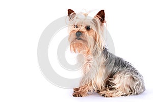 Yorkshire Terrier Dog attentive