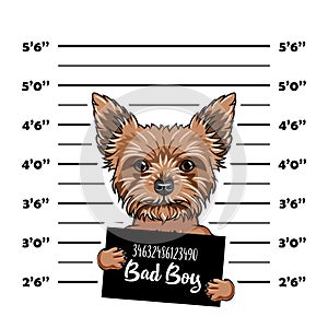 Yorkshire Terrier dog Bad boy. Dog prison. Police mugshot background. Yorkshire terrier criminal. Arrested dog. Vector.