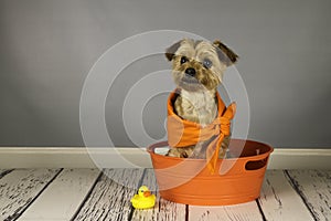 Yorkshire terrier dog in a bathtub with a rubber ducky