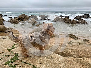 Yorkshire Terrier dog at the beach, standing on rocks looking out over the ocean