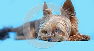 Yorkshire terrier dog on blue background