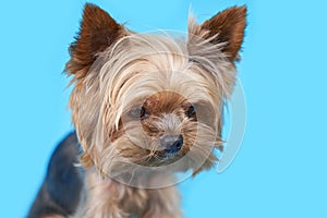 Yorkshire terrier dog on blue background