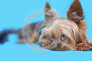 Yorkshire terrier dog on blue background
