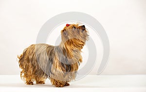 Yorkshire terrier dog with bow tie on white background