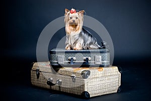 Yorkshire terrier dog on case