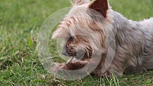 Yorkshire Terrier dog chewing a stick in the park