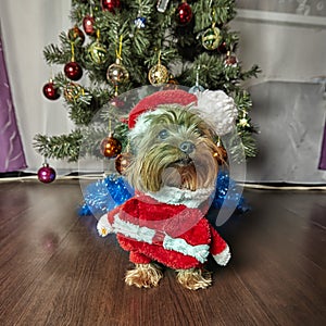 Yorkshire terrier. Dog with Christmas tree