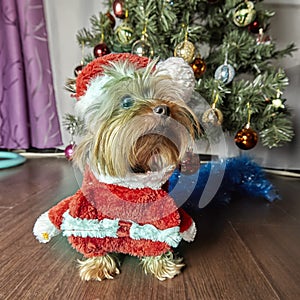Yorkshire terrier. Dog with Christmas tree