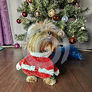 Yorkshire terrier. Dog with Christmas tree