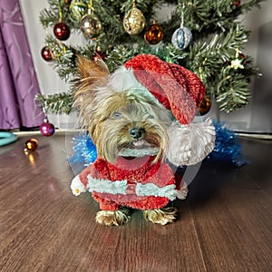 Yorkshire terrier. Dog with Christmas tree