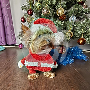 Yorkshire terrier. Dog with Christmas tree