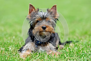Yorkshire Terrier dog